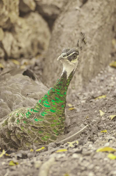Krásný Pávi Modrým Zeleným Peřím Procházky Parku Spolu Ostatními Zvířaty — Stock fotografie
