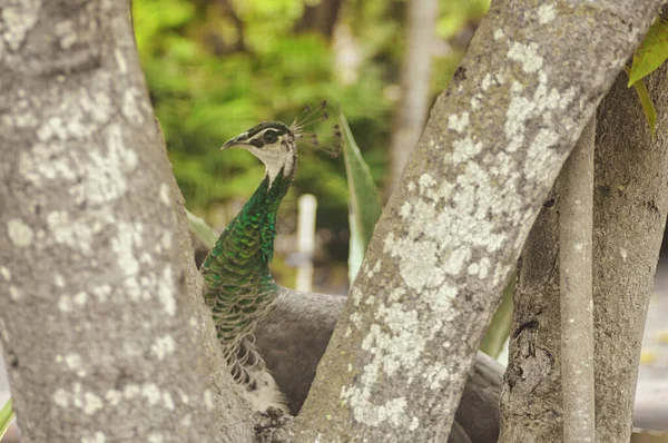 Parkta mavi ve yeşil tüylü güzel tavus kuşları diğer hayvanlarla birlikte yürüyor.