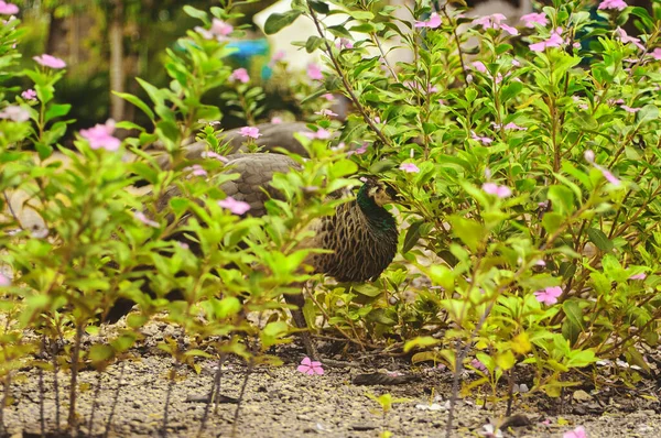 Parkta mavi ve yeşil tüylü güzel tavus kuşları diğer hayvanlarla birlikte yürüyor.