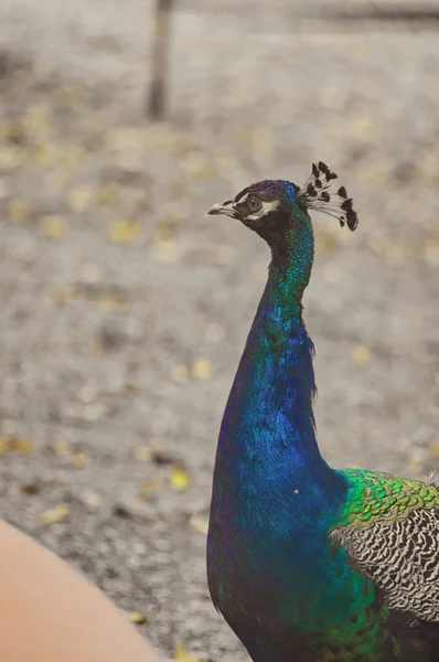 Vakre Påfugler Med Blå Grønne Fjær Som Går Parken Sammen – stockfoto
