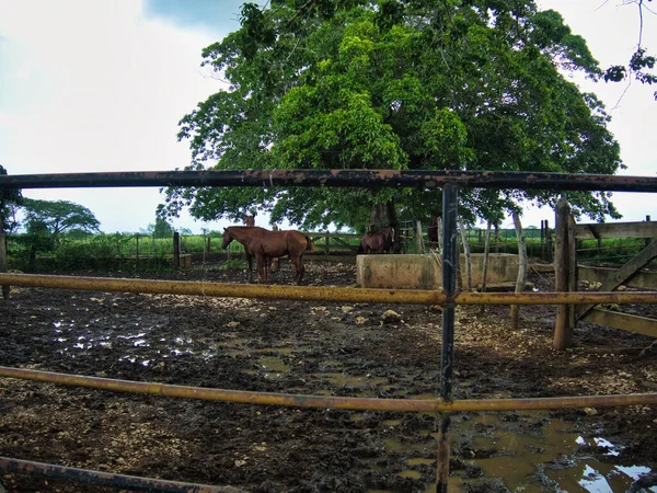 Lugares Campo Viagem Para Estradas Higueral Estradas Com Animais Cavalos — Fotografia de Stock