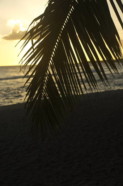 Bellissimo Tramonto Giallo Alla Spiaggia Caleta Romana Repubblica Dominicana Che — Foto Stock