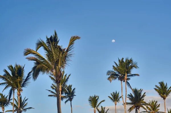 两栋楼之间有月亮和蓝天相映成趣的棕榈 — 图库照片