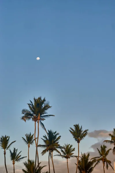 Binaların Arasında Mavi Gökyüzü Olan Kumlu Palmiyeler — Stok fotoğraf