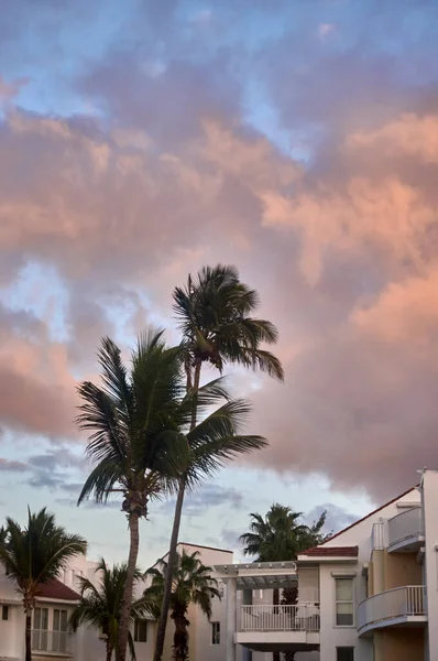 Пляжные Пальмы Луной Голубым Небом Между Зданиями — стоковое фото