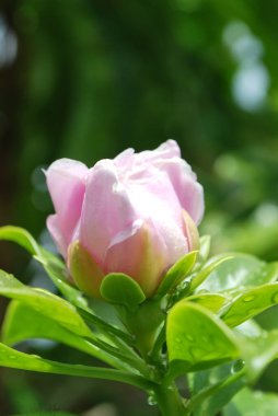 Bahçede güzel pembe bir gül