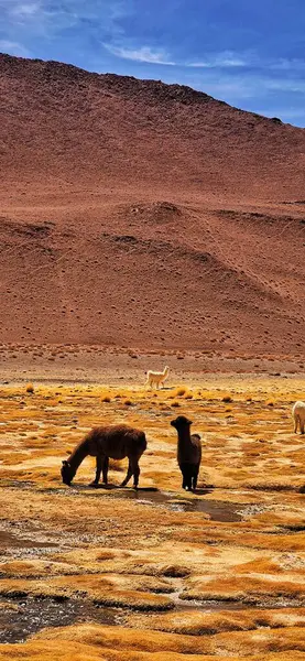 Ischigualasto, San Juan, Arjantin, Valle de la Luna