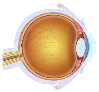 İnsan gözü korneasının iki görüntüsünün birleşik bir çiziminde, bunu oluşturan beş katmanı görebiliriz: epitelyum, Bowman 'ın zarları, stroma, Descemet' in zarları ve endothelium..