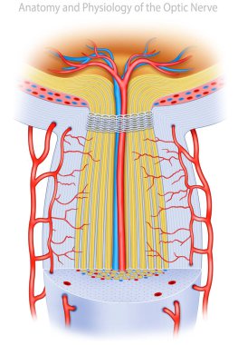 Optik sinirin anatomik çizimi retinadan beyine görsel sinyaller ileterek görüşü sağlıyor. Milyonlarca sinir lifine sahiptir ve glokom, iltihap veya diğer hastalıklardan zarar görebilir..