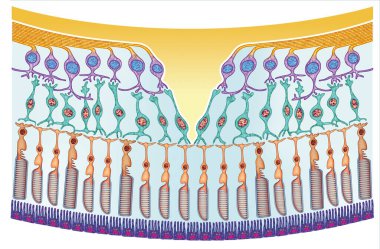 Illustrative segment of the retina showing the macula, fovea, and light-sensitive rod and cone photoreceptor cells. clipart