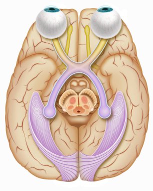 İnsan görme sisteminin anatomik ve tanımlayıcı bir gösterimi. Gözü beyne bağlayan sinir yapısını görebiliyorsunuz. Işık aracılığıyla görüntünün oluşumunu yaratıyor..
