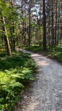 Yaprak döken ağaçlardan oluşan yeşil orman güneş ışınlarını yeşilliklere saçıyor. Dikey görüntüler