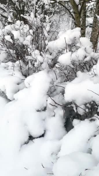 降雪背景下的树枝 飘落在冬季风景中的雪花 — 图库视频影像