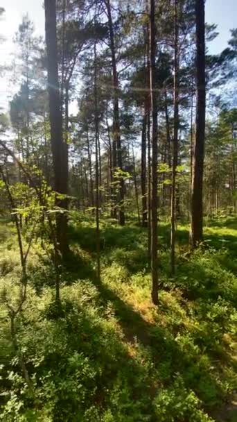 Floresta Verde Árvores Caducas Com Sol Lançando Seus Raios Luz — Vídeo de Stock