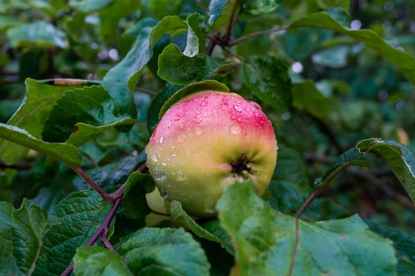 정원에 빗방울이 떨어지는 사과나무에 매달려 — 스톡 사진