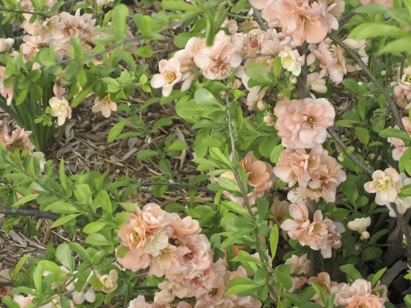 Peach Color Flowering Bushes in the Spring
