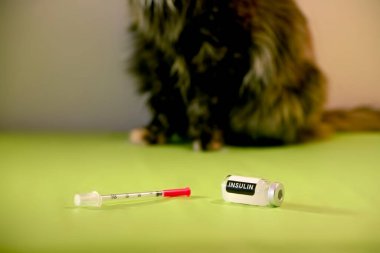 İnsülin Şişeli ve Şırıngalı Kedi
