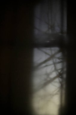 Gece Karanlık Pencere Dışarıdaki Dallarla