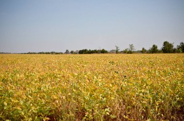Missouri 'deki soya tarlası. 