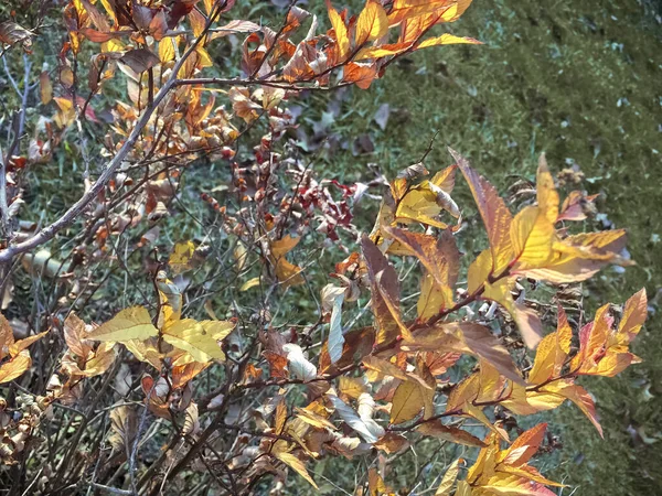 Яркий Декоративный Кустарник Осенью — стоковое фото