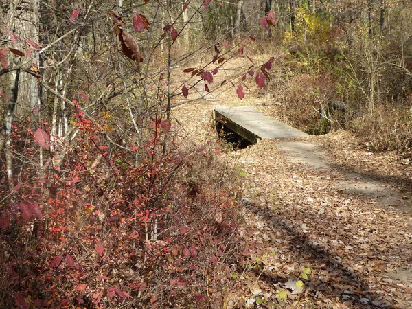 Passo Passo Floresta Outono — Fotografia de Stock