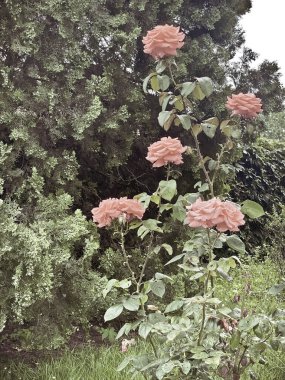 Bahçede çürümüş pembe güller