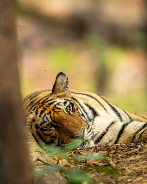 wild royal bengal male tiger or panthera tigris tigris closeup with eye contact in outdoor wildlife safari at bandhavgarh national park or tiger reserve madhya pradesh india asia