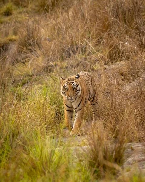 wild adult bengal male tiger or panthera tigris tigris head on with eye contact on territory marking in evening safari at bandhavgarh national park forest umaria madhya pradesh india asia