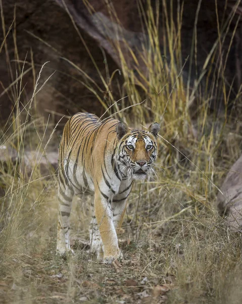 wild adult bengal female tiger or panthera tigris tigris head on with eye contact on territory marking in evening safari at kanha national park forest tiger reserve Khatia madhya pradesh india asia