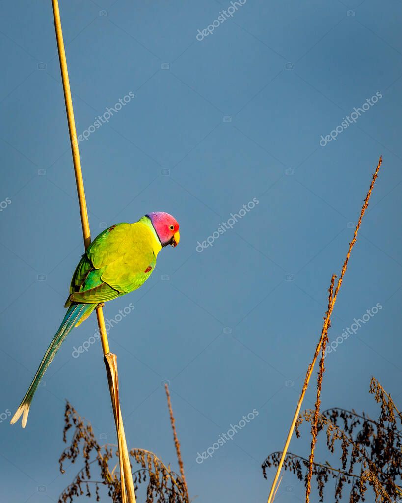 Periquito cabeza de ciruela o retrato de Psittacula cyanocephala