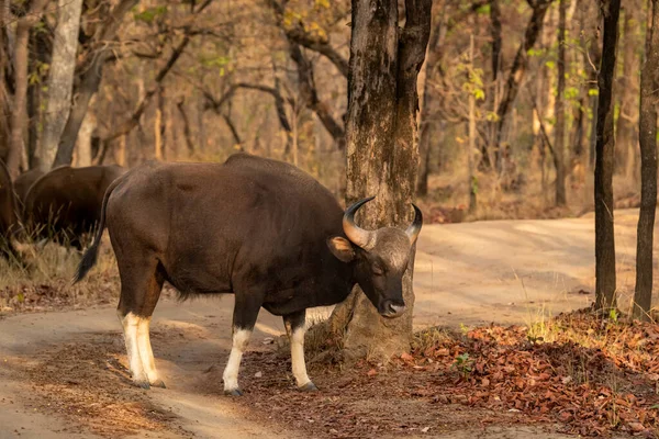 Gaur or Indian Bison or bos gaurus on forest track blocking road in morning safari at bandhavgarh national park forest or tiger reserve madhya pradesh india asia