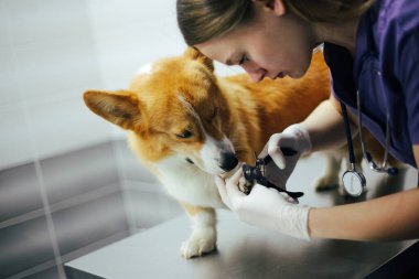 Veteriner bir kız klinikte bir köpeği muayene ediyor.
