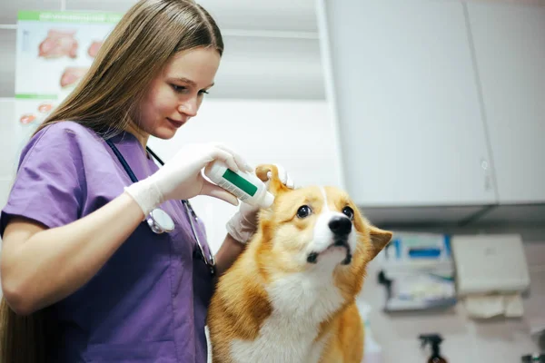 A girl veterinarian examines a dog in clinic