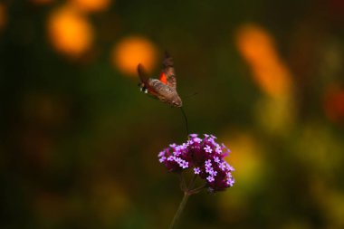 Çiçekteki güzel kelebek
