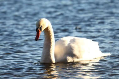 bir havuzda beyaz kuğu.