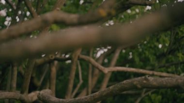 ağaç dalı yakın çekim