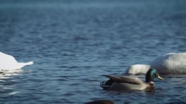 Gölde güzel bir kuğu