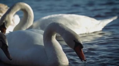 Gölde beyaz kuğular, kış zamanı.