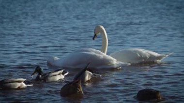Gölde kuğular ve kuğular