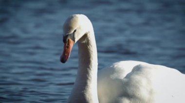 Bir kuğu gölün üzerinde duruyor.