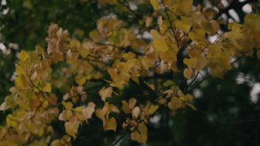 Ormanın güzel manzarası