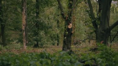 Ormanda yeşil ağaçlar.