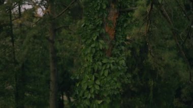 Ormandaki ağaç dalları