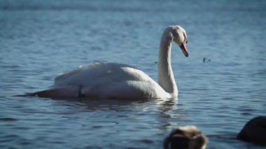 Gölde beyaz bir kuğu