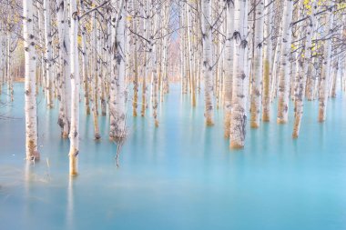 Turkuaz sudaki huş ağacı ormanı. Abraham Lake. Sonbahar zamanı doğal manzara. Dağ gölü ve ağaçlar. Arka plan ve duvar kâğıdı için fotoğraf. Banff Ulusal Parkı, Alberta, Kanada. Arkaplan ve duvar kağıdı için fotoğraf.