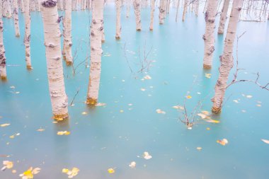 Turkuaz sudaki huş ağacı ormanı. Abraham Lake. Sonbahar zamanı doğal manzara. Dağ gölü ve ağaçlar. Arka plan ve duvar kâğıdı için fotoğraf. Banff Ulusal Parkı, Alberta, Kanada. Arkaplan ve duvar kağıdı için fotoğraf.