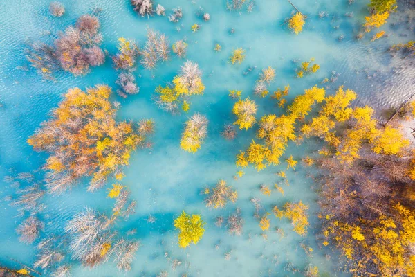 空中展望 ターコイズブルーの水の中の白樺林 アブラハム湖 秋の時間に自然の風景 山の湖と木々 カナダのアルバータ州バンフ国立公園 背景と壁紙の写真 — ストック写真