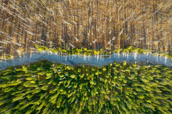 Pemandangan Drone Dari Hutan Mati Dan Muda Lanskap Dari Udara — Stok Foto