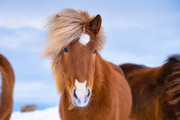Cavalo Islândia Cavalo Selvagem Cavalo Fiorde Ocidental Islândia Composição Com — Fotografia de Stock
