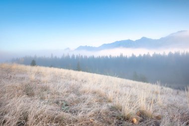 Sabahları sisli bir manzara. Vadideki güneş ışınları. Şafakta bir dağ vadisinde orman ve tarla. Ormanda güneş ışığı. Doğal panoramik manzara. Alberta, Kanada. 